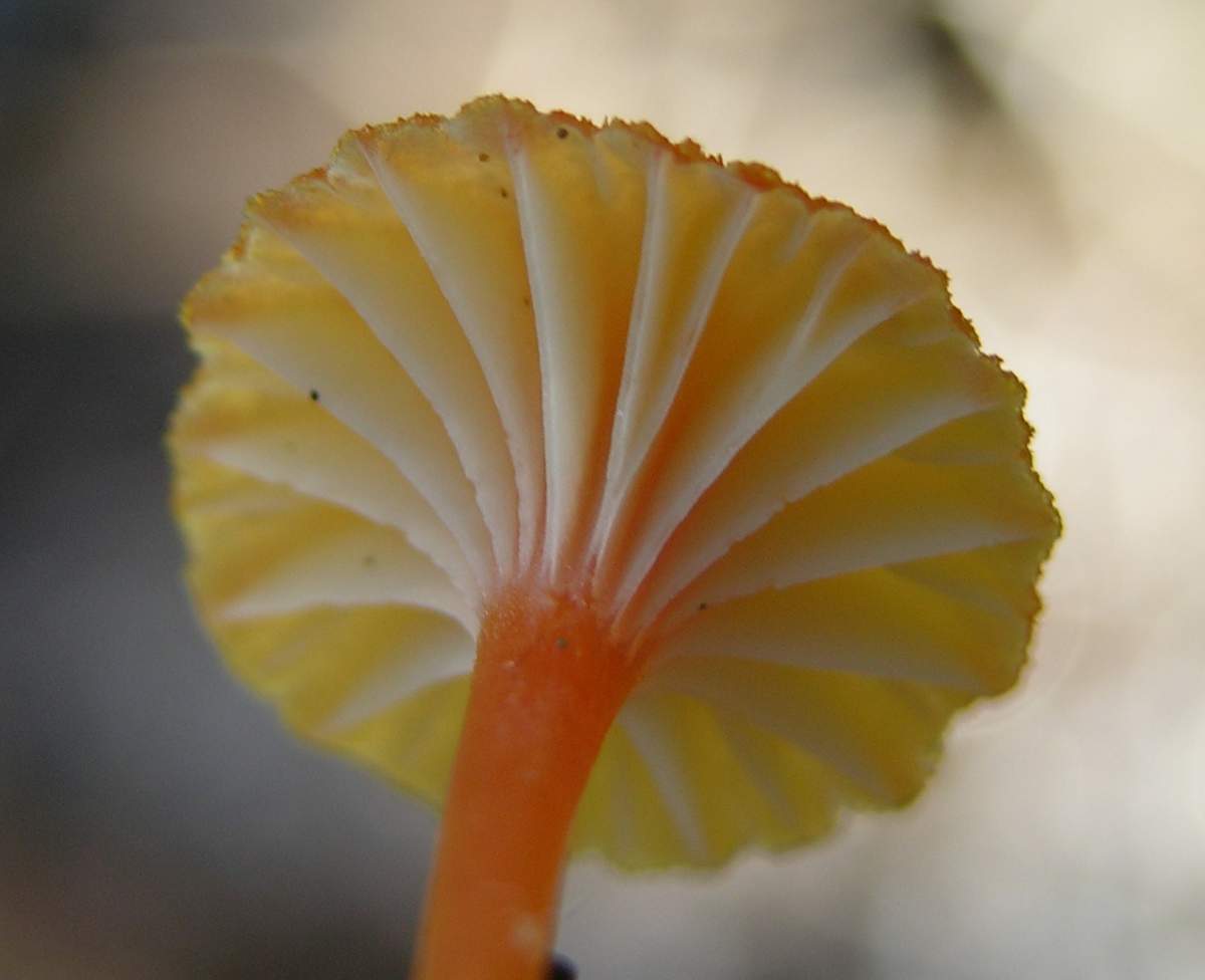 un fungo da classificare